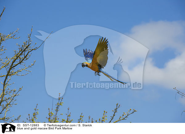 Gelbbrustara Vogelpark Marlow / blue and gold macaw Bird Park Marlow / SST-12883