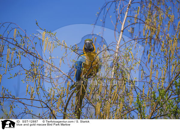 Gelbbrustara Vogelpark Marlow / blue and gold macaw Bird Park Marlow / SST-12887