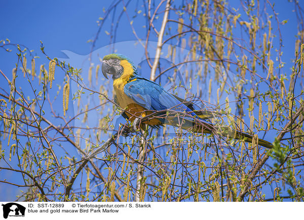 Gelbbrustara Vogelpark Marlow / blue and gold macaw Bird Park Marlow / SST-12889