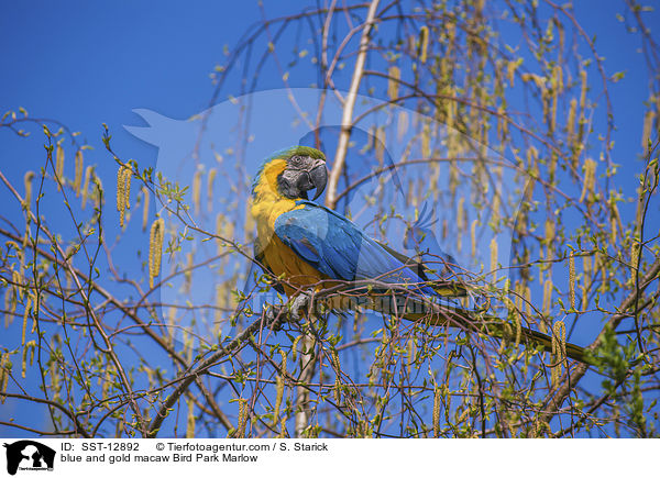 blue and gold macaw Bird Park Marlow / SST-12892