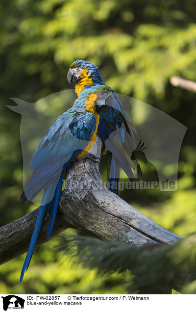 Gelbbrustaras / blue-and-yellow macaws / PW-02857