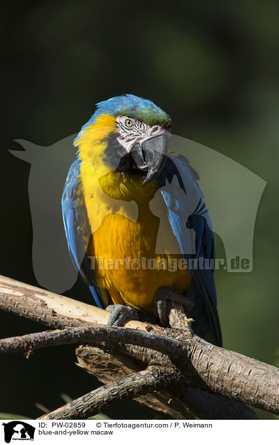 blue-and-yellow macaw / PW-02859