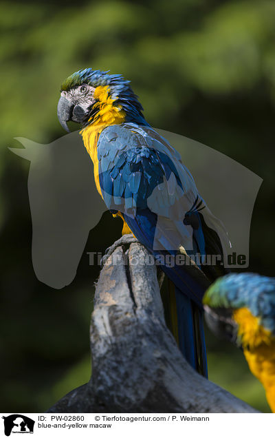 Gelbbrustara / blue-and-yellow macaw / PW-02860