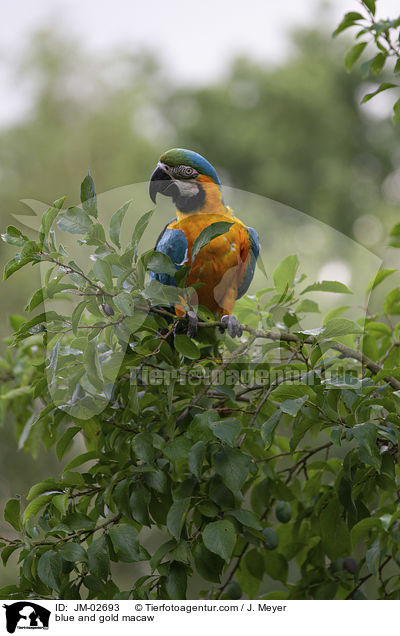 Gelbbrustara / blue and gold macaw / JM-02693