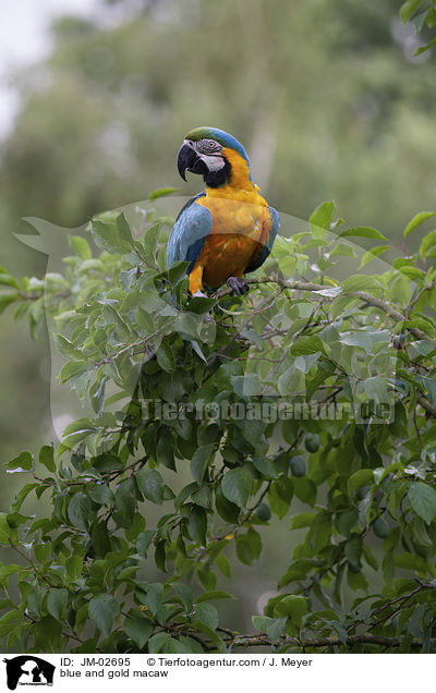 Gelbbrustara / blue and gold macaw / JM-02695