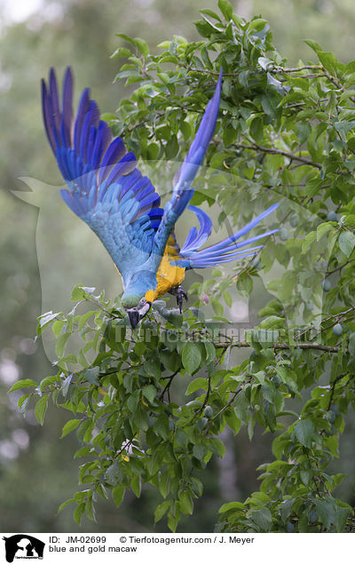 blue and gold macaw / JM-02699