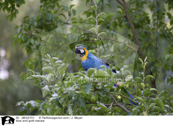 blue and gold macaw / JM-02701