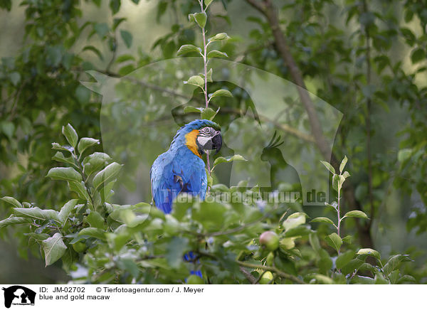 Gelbbrustara / blue and gold macaw / JM-02702