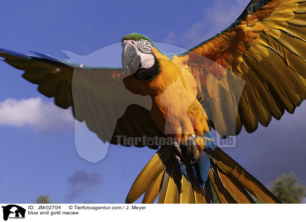 Gelbbrustara / blue and gold macaw / JM-02704