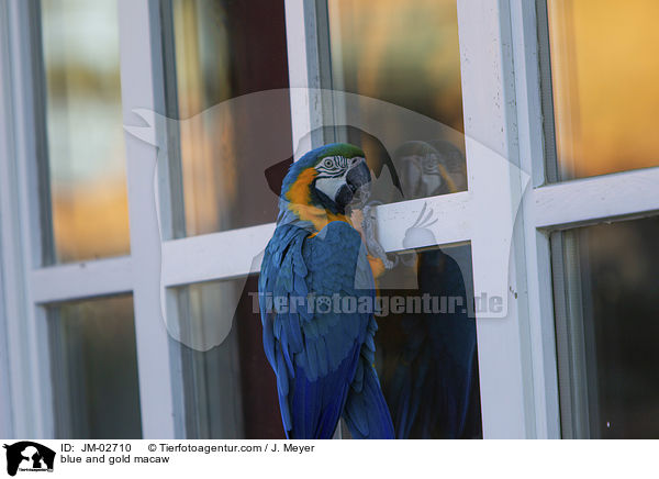 Gelbbrustara / blue and gold macaw / JM-02710
