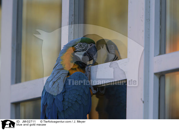 blue and gold macaw / JM-02711