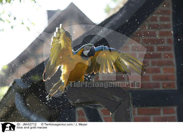 blue and gold macaw / JM-02712