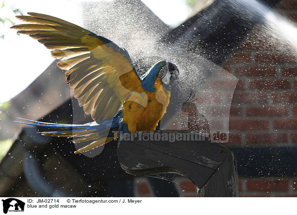 blue and gold macaw / JM-02714
