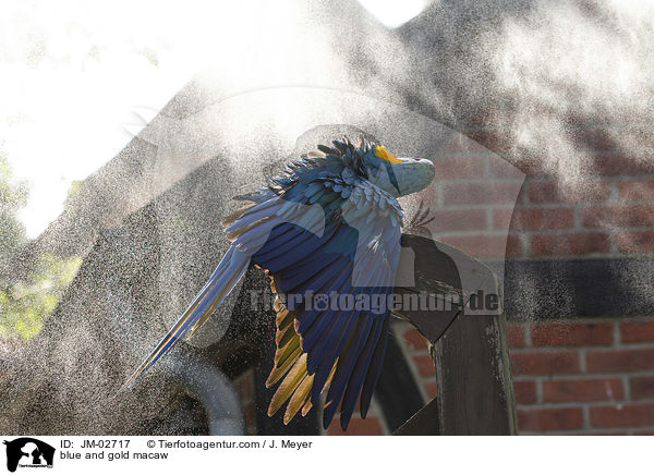 blue and gold macaw / JM-02717
