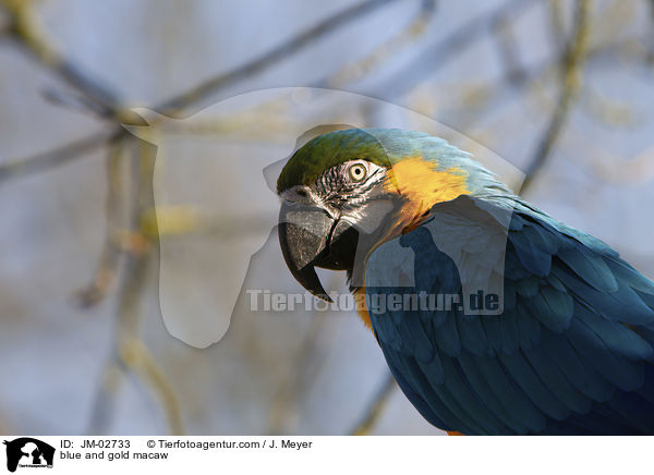 Gelbbrustara / blue and gold macaw / JM-02733