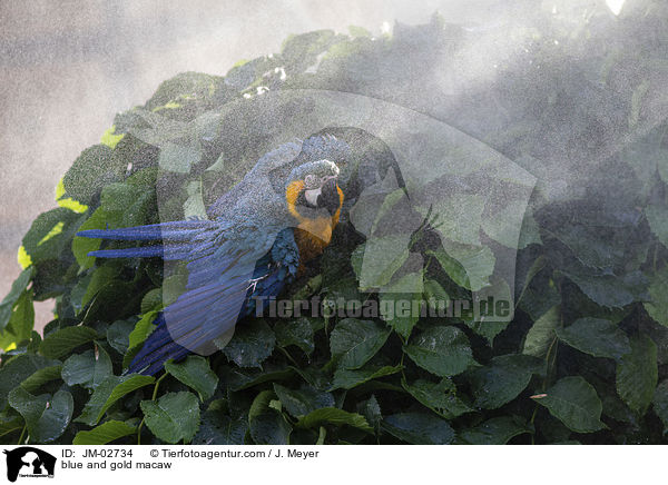 Gelbbrustara / blue and gold macaw / JM-02734