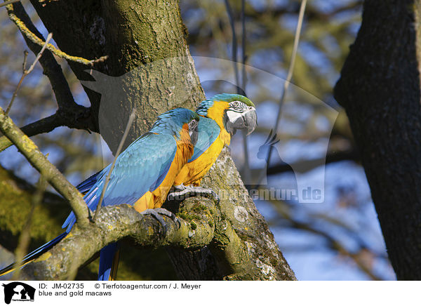 Gelbbrustaras / blue and gold macaws / JM-02735