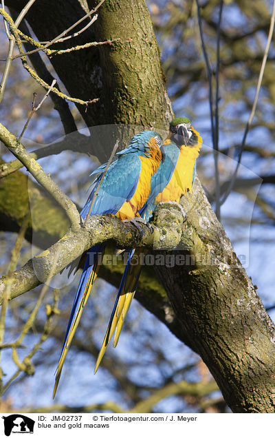 Gelbbrustaras / blue and gold macaws / JM-02737