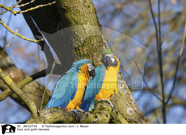 Gelbbrustaras / blue and gold macaws / JM-02739