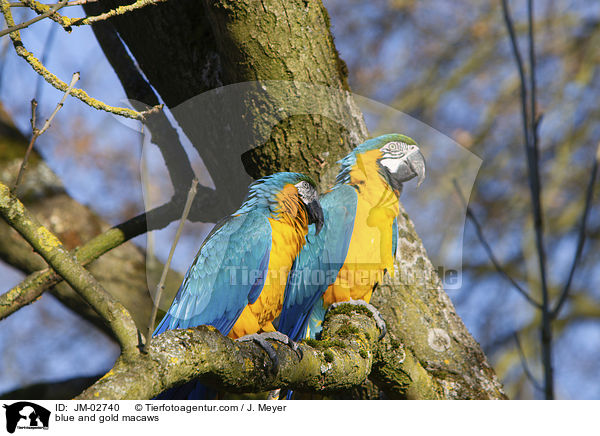 blue and gold macaws / JM-02740