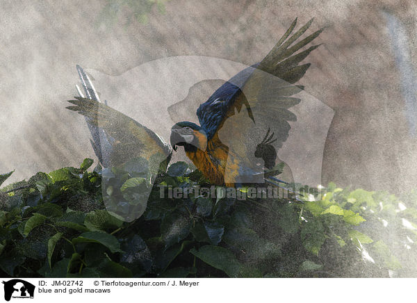 Gelbbrustaras / blue and gold macaws / JM-02742
