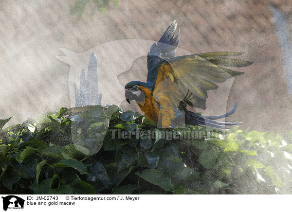Gelbbrustara / blue and gold macaw / JM-02743