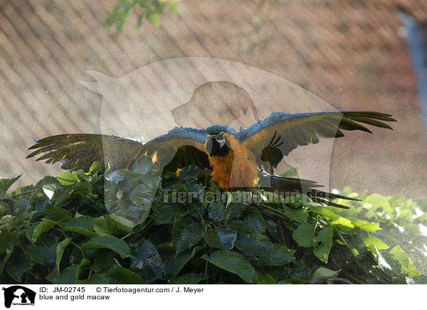 Gelbbrustara / blue and gold macaw / JM-02745