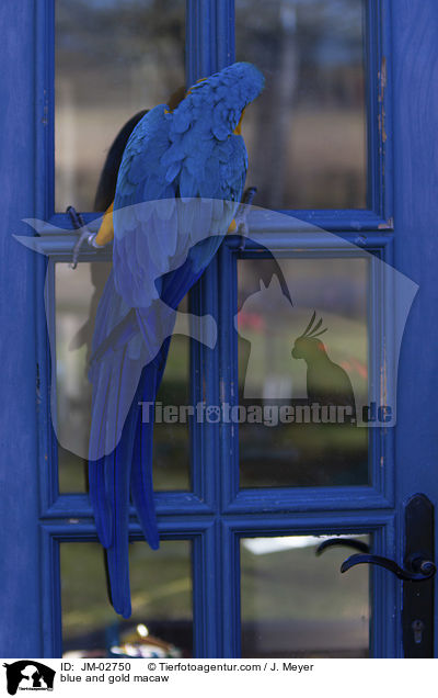 blue and gold macaw / JM-02750