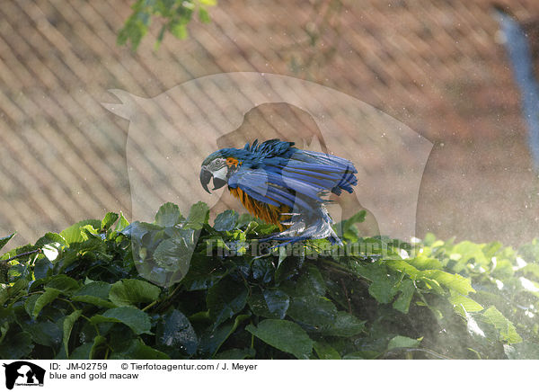 Gelbbrustara / blue and gold macaw / JM-02759