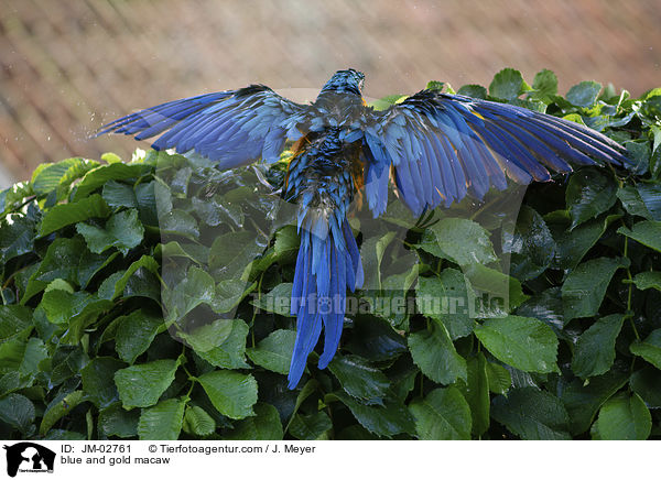 Gelbbrustara / blue and gold macaw / JM-02761