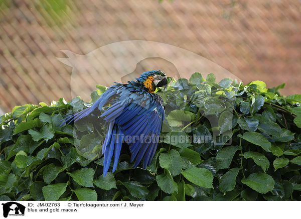 Gelbbrustara / blue and gold macaw / JM-02763