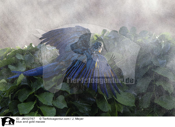 Gelbbrustara / blue and gold macaw / JM-02767