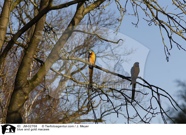 blue and gold macaws / JM-02768
