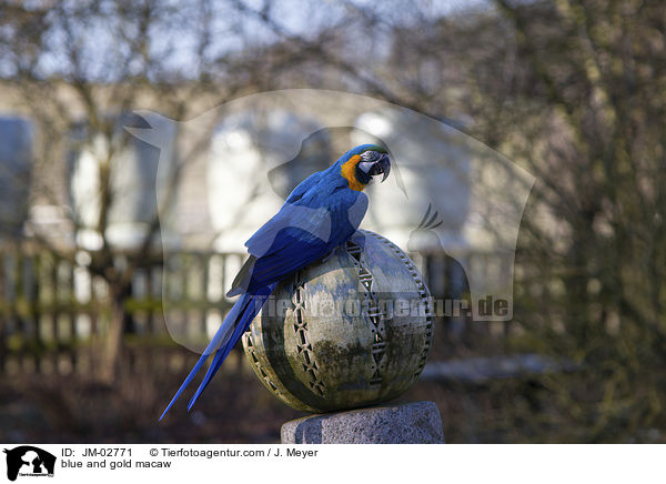 Gelbbrustara / blue and gold macaw / JM-02771