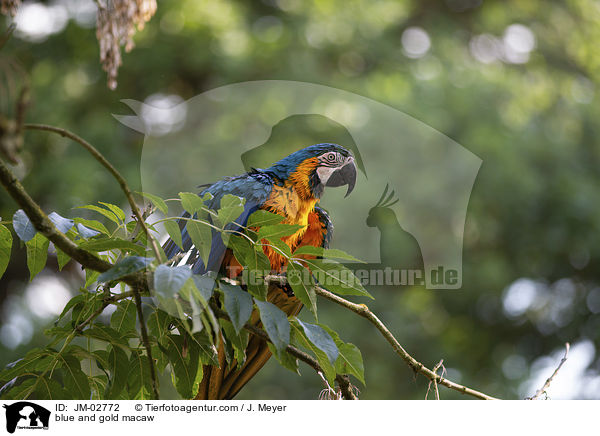 blue and gold macaw / JM-02772