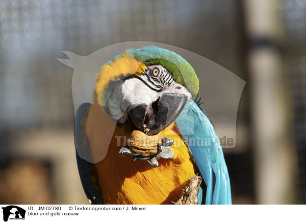 Gelbbrustara / blue and gold macaw / JM-02780