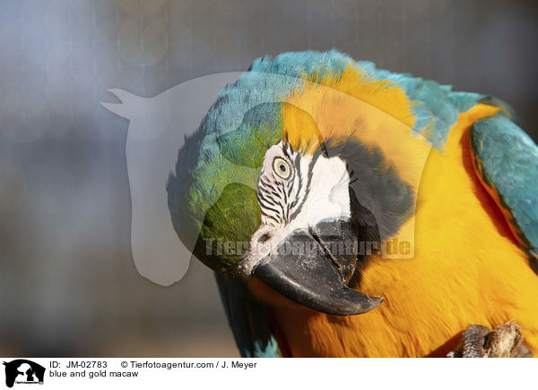 Gelbbrustara / blue and gold macaw / JM-02783