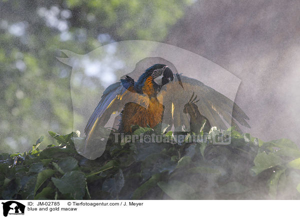 Gelbbrustara / blue and gold macaw / JM-02785
