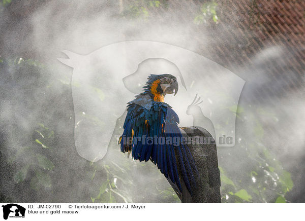 Gelbbrustara / blue and gold macaw / JM-02790
