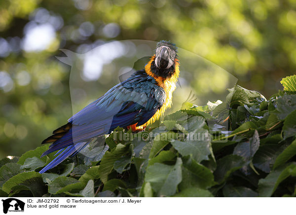 Gelbbrustara / blue and gold macaw / JM-02792