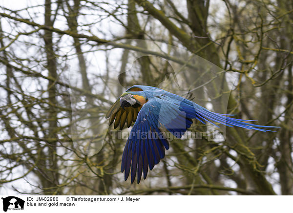 Gelbbrustara / blue and gold macaw / JM-02980