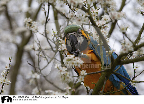 Gelbbrustara / blue and gold macaw / JM-02988
