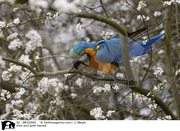 Gelbbrustara / blue and gold macaw / JM-02990