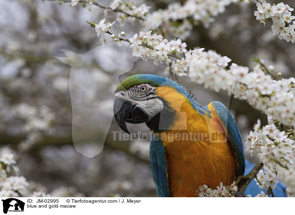 blue and gold macaw / JM-02995