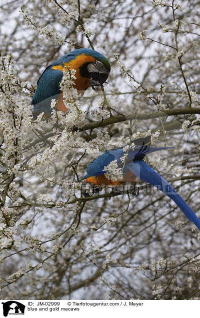 Gelbbrustaras / blue and gold macaws / JM-02999