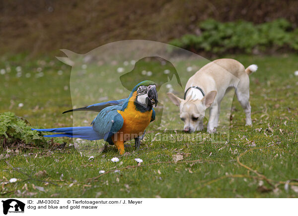 Hund und Gelbbrustara / dog and blue and gold macaw / JM-03002