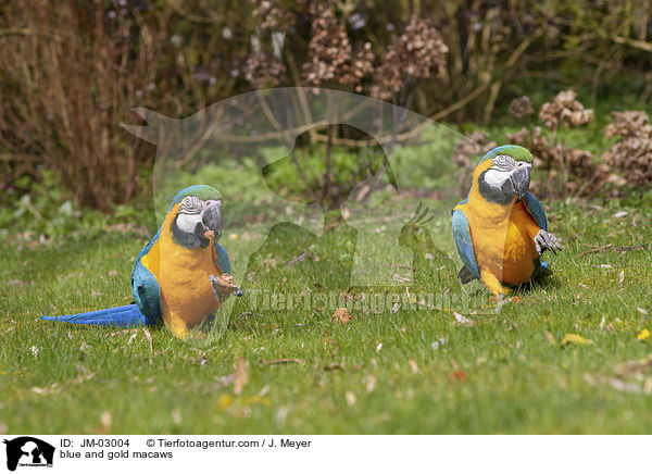 Gelbbrustaras / blue and gold macaws / JM-03004
