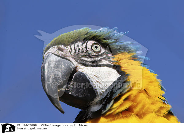 blue and gold macaw / JM-03009