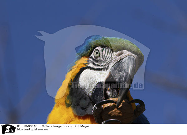 blue and gold macaw / JM-03010