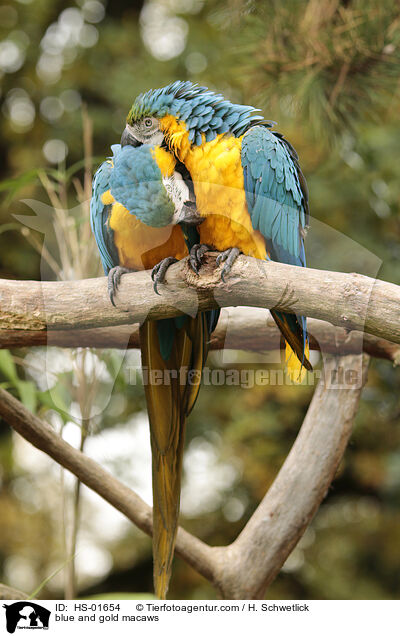 Gelbbrustaras / blue and gold macaws / HS-01654